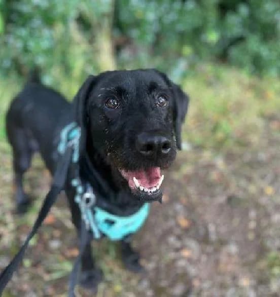 Raven, female 4yo Mixed Breed for adoption at Scottish SPCA, Edinburgh