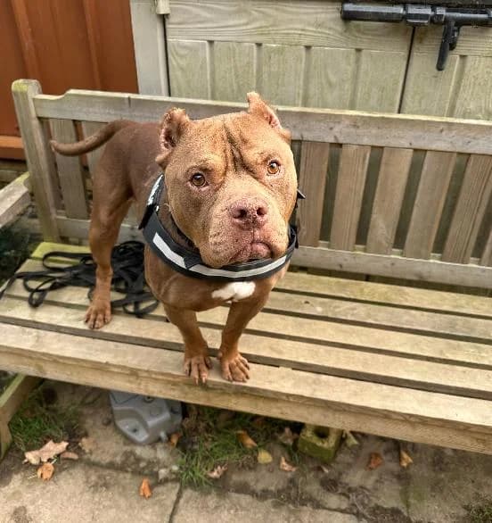 Apollo, male 5yo English Bulldog for adoption at Scottish SPCA, Edinburgh