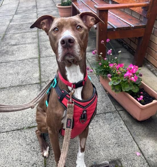 Roxy, female senior Mixed Breed for adoption at Scottish SPCA, Edinburgh