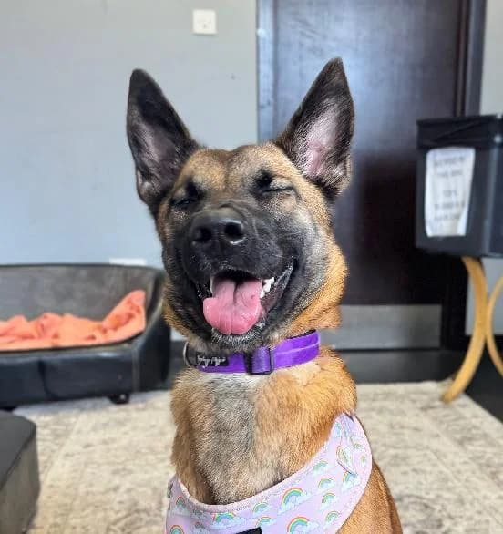 Lottie, female Belgian Malinois for adoption at Edinburgh