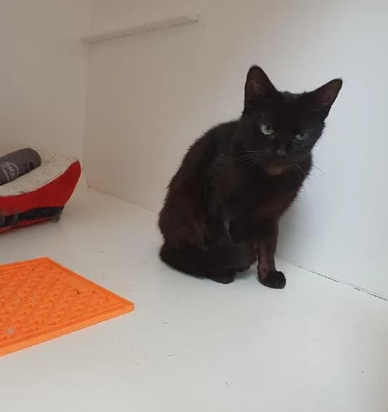 Conya, female 6yo Mixed Breed Cat for adoption at Scottish SPCA, Edinburgh