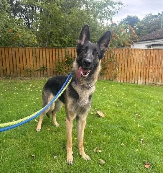 Maya, female young German Shepherd for adoption at Scottish SPCA, Edinburgh