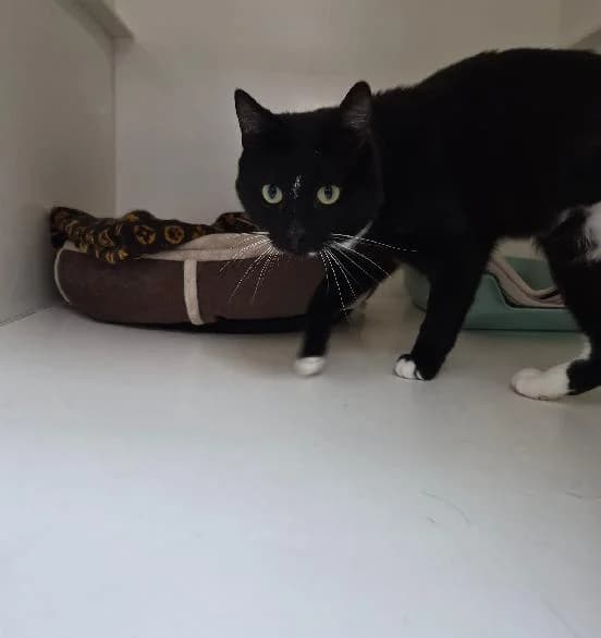 Magpie, male 3yo Mixed Breed Cat for adoption at Scottish SPCA, Edinburgh