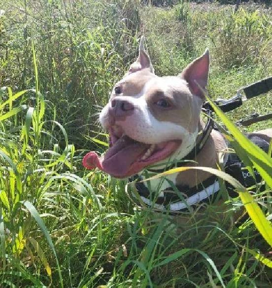 Leia, female 5yo English Bulldog for adoption at Scottish SPCA, Edinburgh