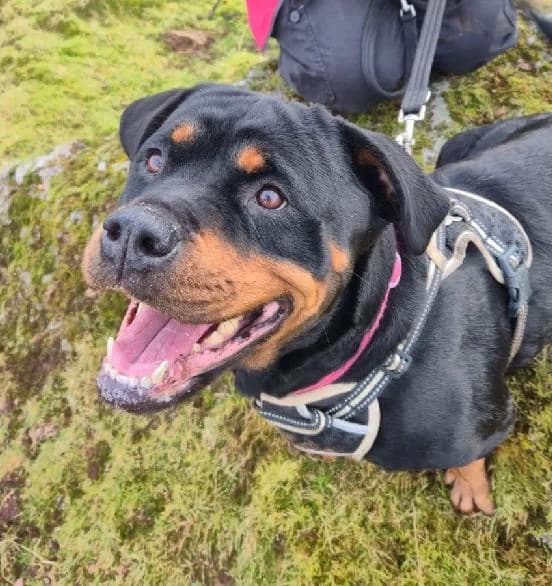 Zeus, male 4yo English Bulldog for adoption at Scottish SPCA, Edinburgh