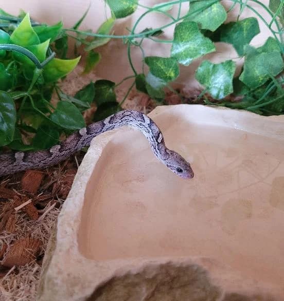 Ramen, mixed breed for adoption at Scottish SPCA, Edinburgh