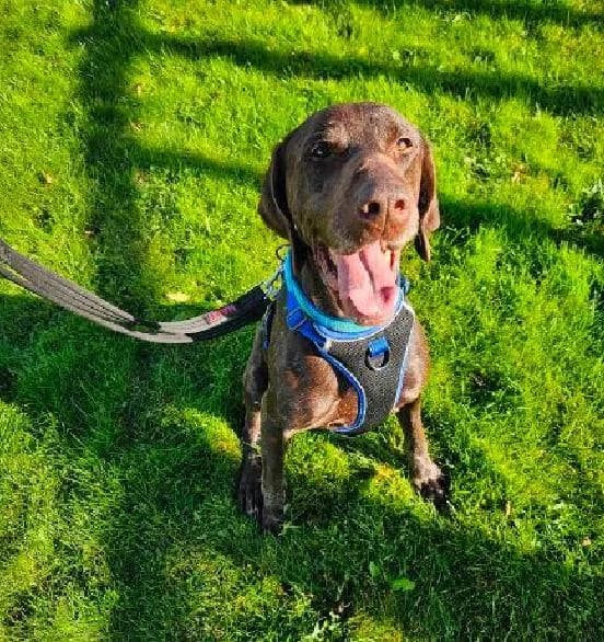 Duncan, male senior Pointer for adoption at Scottish SPCA, Edinburgh