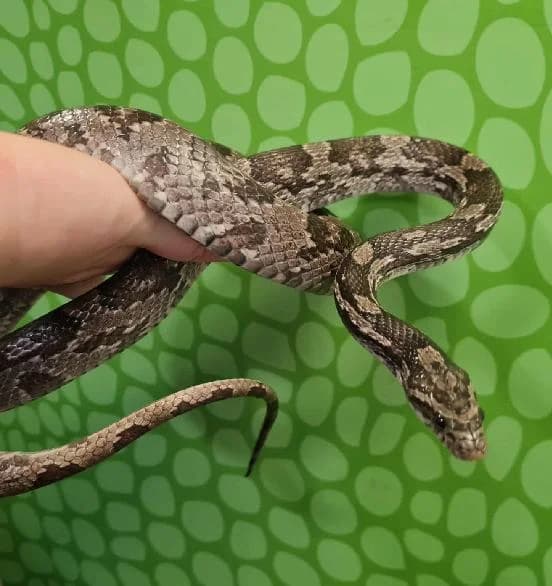 Wylan, mixed breed for adoption at Scottish SPCA, Edinburgh