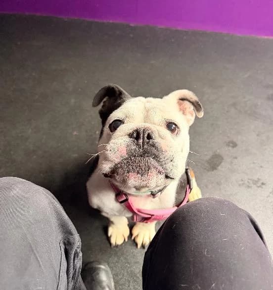 Agatha, female 5yo English Bulldog for adoption at Scottish SPCA, Edinburgh