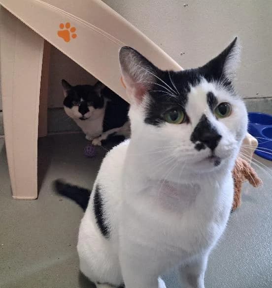 Rick & Daryl, male 5yo Mixed Breed Cat for adoption at Scottish SPCA, Edinburgh