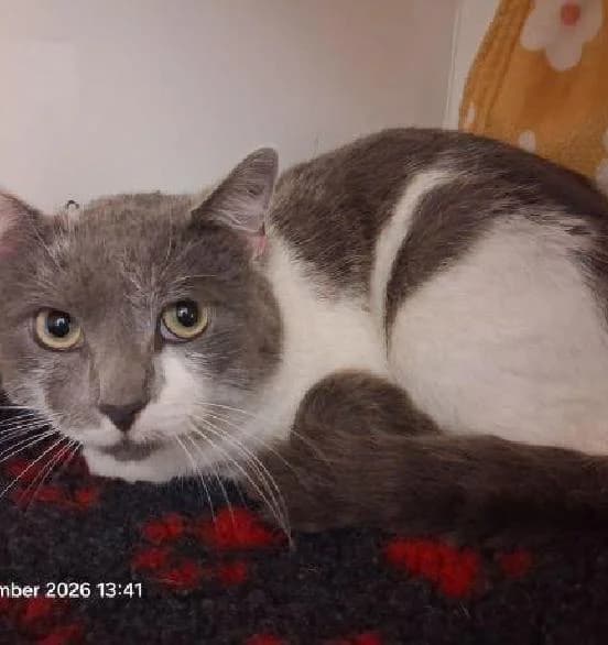 Storm, male young Mixed Breed Cat for adoption at Scottish SPCA, Edinburgh