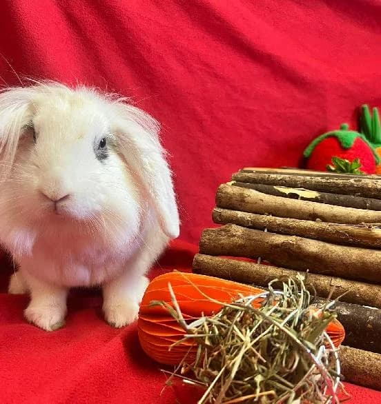 Viola, female mixed breed for adoption at Scottish SPCA, Edinburgh