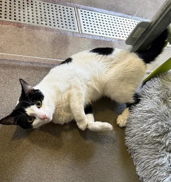 Toby, male mixed breed for adoption at Scottish SPCA, Edinburgh