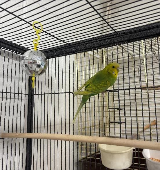 Lee, Budgerigar for adoption at Scottish SPCA, Edinburgh