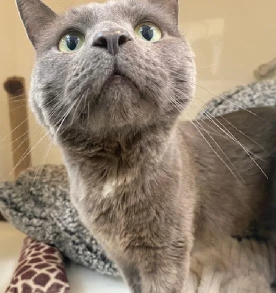 Rory, male mixed breed for adoption at Scottish SPCA, Edinburgh