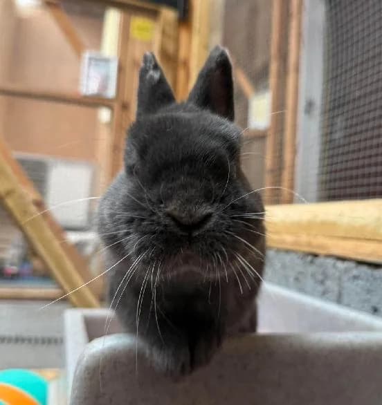 Miso, male 3yo mixed breed for adoption at Scottish SPCA, Edinburgh
