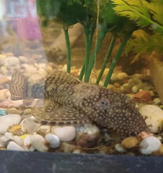Plecs, mixed breed for adoption at Scottish SPCA, Edinburgh