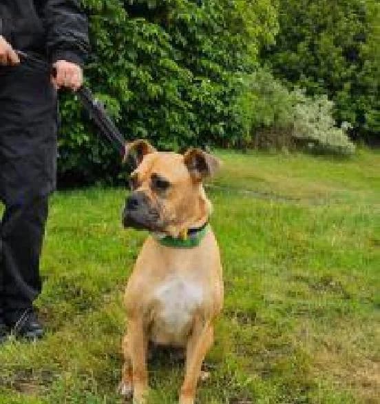 Gigi, female 7yo mixed breed for adoption at Scottish SPCA, Edinburgh