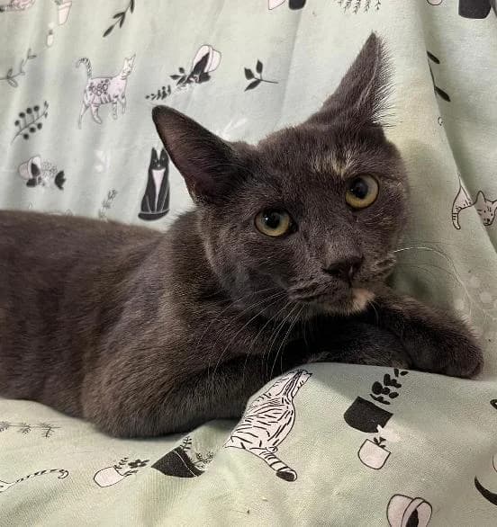 Coral, female young Ragdoll for adoption at Scottish SPCA, Edinburgh