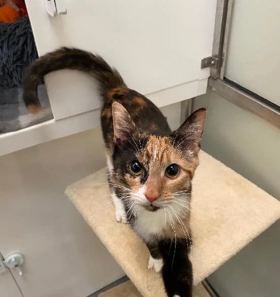 Ketchup, female young Mixed Breed Cat for adoption at Scottish SPCA, Edinburgh