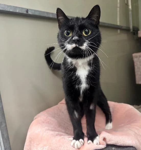 Milkshake, female senior Mixed Breed Cat for adoption at Scottish SPCA, Edinburgh