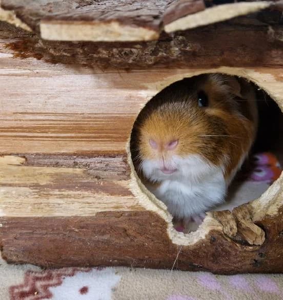 Blondie and Ambrosia, male Guinea Pig for adoption at Scottish SPCA, Edinburgh
