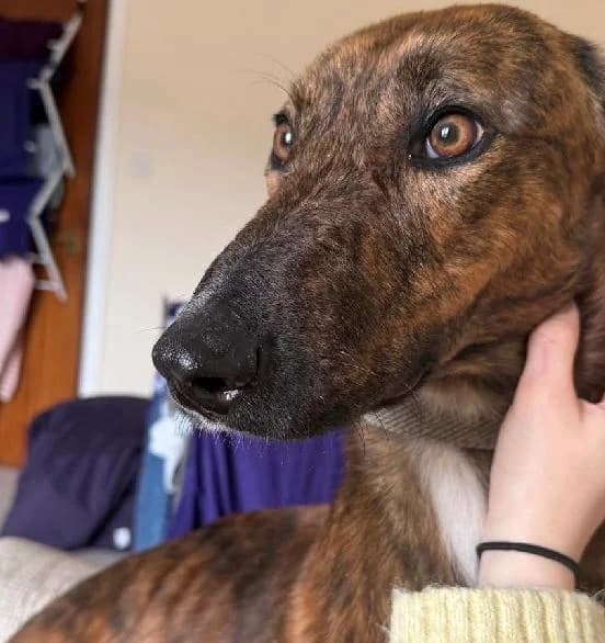 Penny, female Lurcher for adoption at Edinburgh