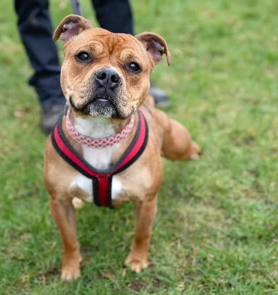 Uno, male 7yo English Bulldog for adoption at Scottish SPCA, Edinburgh