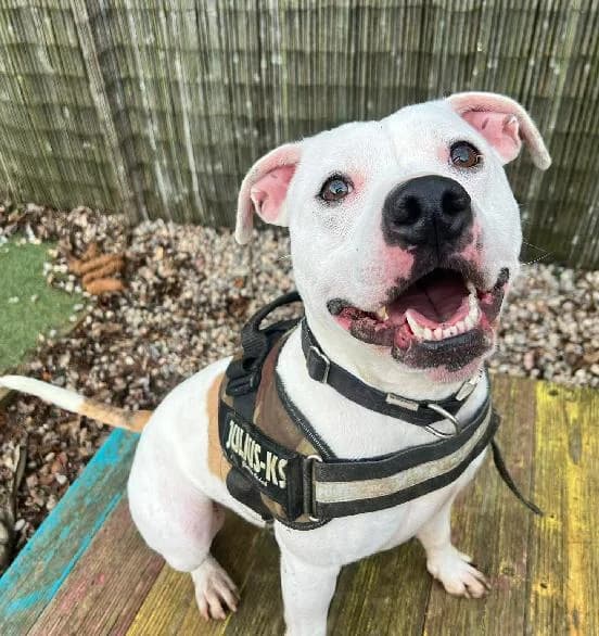 Rico, male Staffordshire Bull Terrier for adoption at Scottish SPCA, Edinburgh