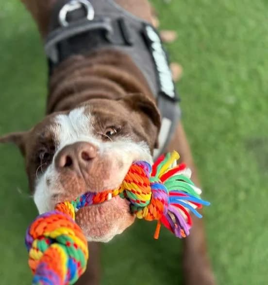 Bhodi, male Mastiff for adoption at Edinburgh