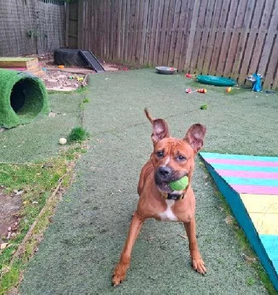 Bowser, male young Mixed Breed for adoption at Scottish SPCA, Edinburgh