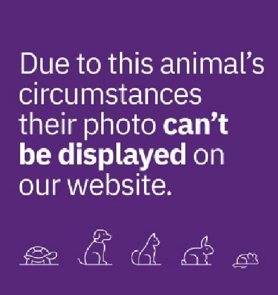 Umbro, male English Bulldog for adoption at Scottish SPCA, Edinburgh