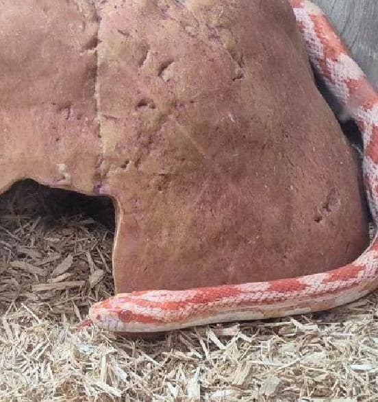 Squigglesss, female mixed breed for adoption at Scottish SPCA, Edinburgh