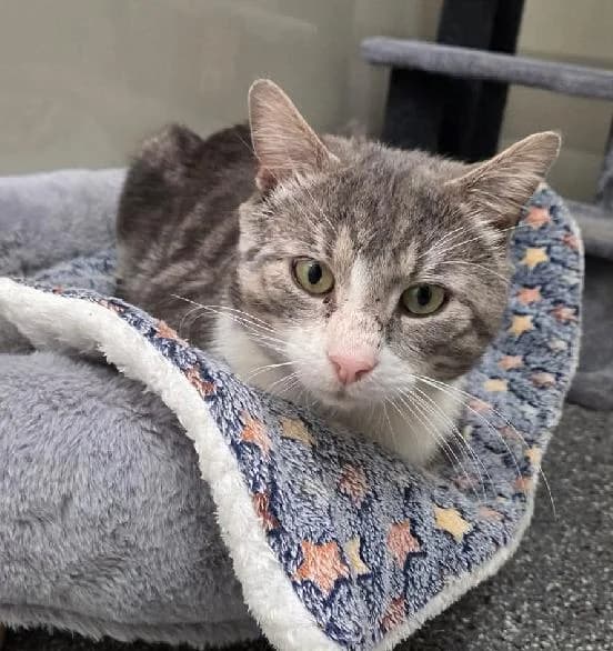 Zane, male 7yo Ragdoll for adoption at Scottish SPCA, Edinburgh