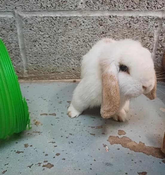 Spooky, male 3yo mixed breed for adoption at Scottish SPCA, Edinburgh