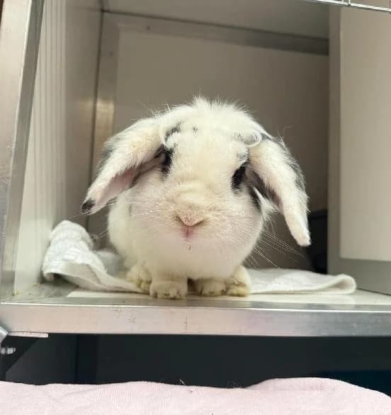 Pickles, male 5yo Mixed Breed for adoption at Scottish SPCA, Edinburgh