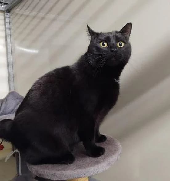 Salem, female Mixed Breed Cat for adoption at Scottish SPCA, Edinburgh