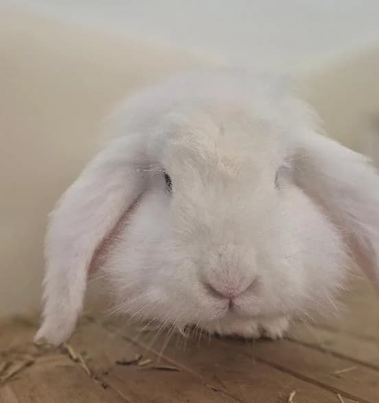 Dempsey, male 3yo mixed breed for adoption at Scottish SPCA, Edinburgh