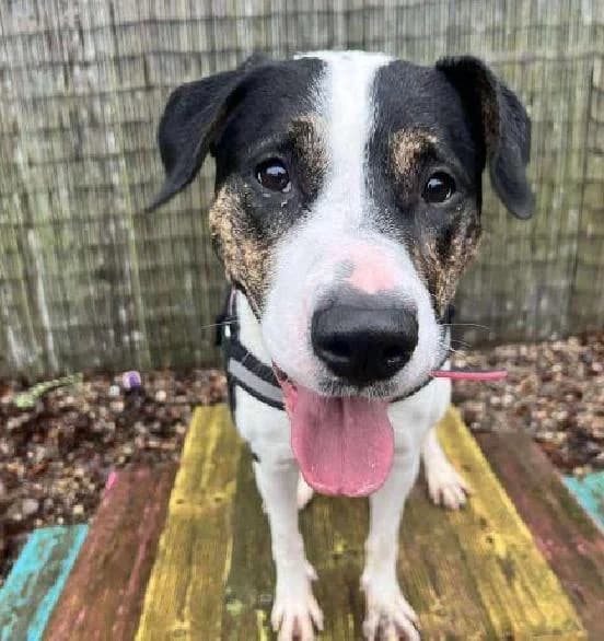 Storm, female Mixed Breed for adoption at Scottish SPCA, Edinburgh