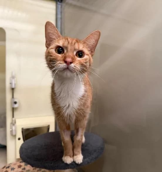 Tails, female young Mixed Breed Cat for adoption at Scottish SPCA, Edinburgh