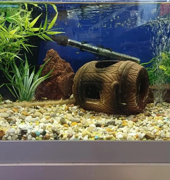 Guppies, Guppy for adoption at Scottish SPCA, Edinburgh