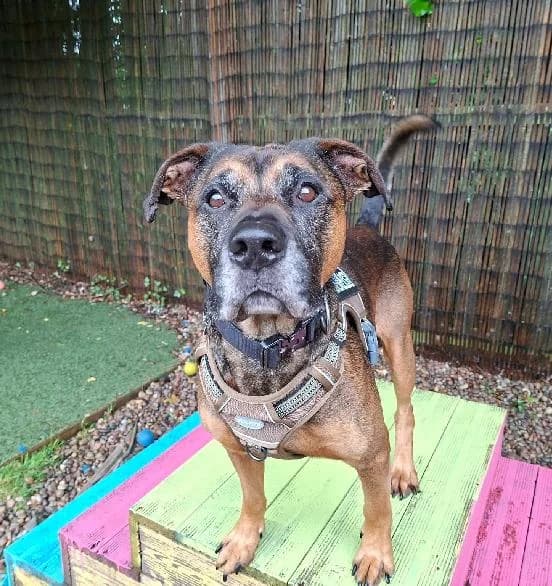 Dudley, male senior Mixed Breed for adoption at Scottish SPCA, Edinburgh