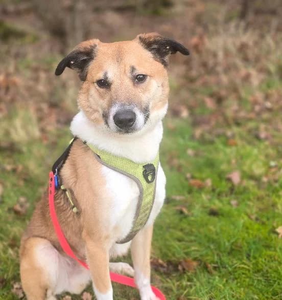 Mylo, male Collie for adoption at Edinburgh