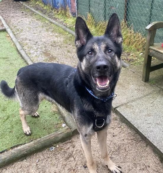 Rocko, male German Shepherd for adoption at Scottish SPCA, Edinburgh