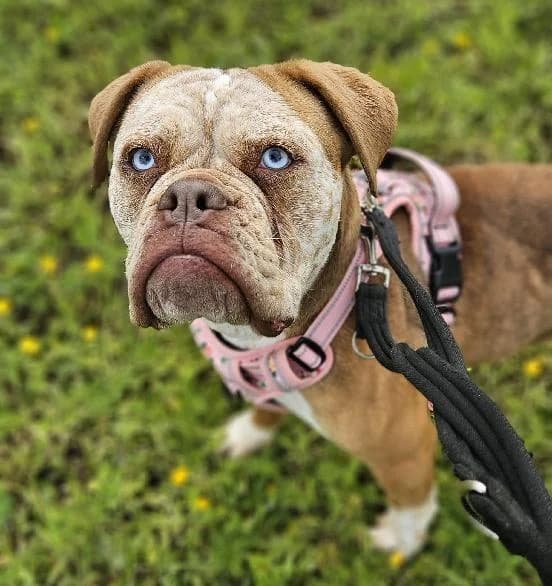 China, female English Bulldog for adoption at Scottish SPCA, Edinburgh