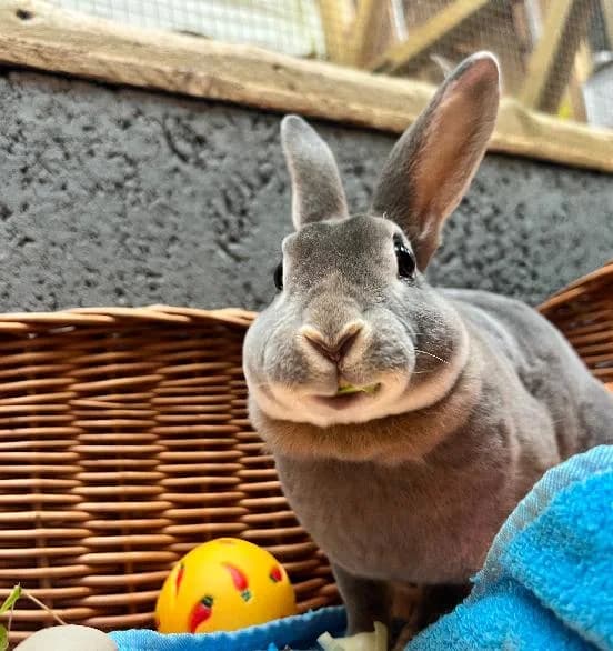 Fireworm, male 4yo Budgerigar for adoption at Scottish SPCA, Edinburgh