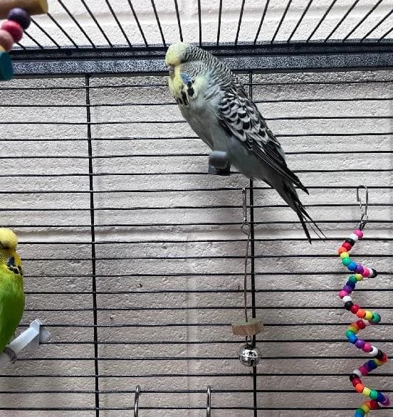Darcey and her Darlings, female Budgerigar for adoption at Scottish SPCA, Edinburgh