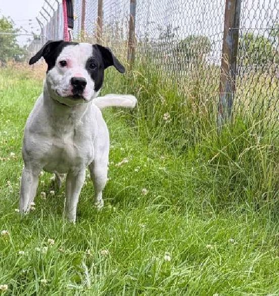 Cody, male senior English Bulldog for adoption at Scottish SPCA, Edinburgh