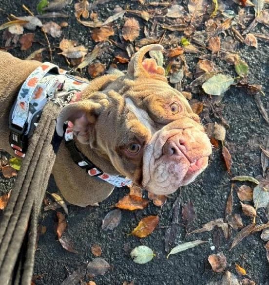 Zeus, male 4yo English Bulldog for adoption at Scottish SPCA, Edinburgh