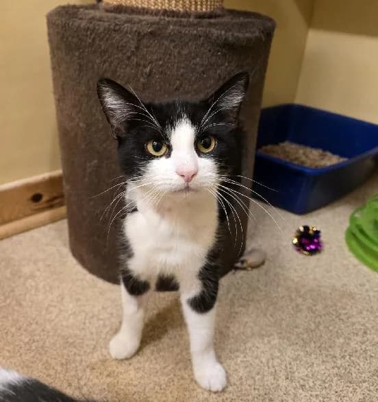 Selma and Cooper, female young Mixed Breed Cat for adoption at Scottish SPCA, Edinburgh